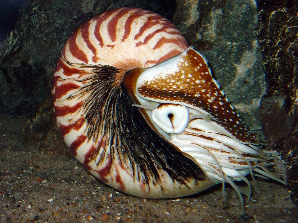 https://upload.wikimedia.org/wikipedia/commons/thumb/a/ad/Nautilus-JB-01.jpg/960px-Nautilus-JB-01.jpg