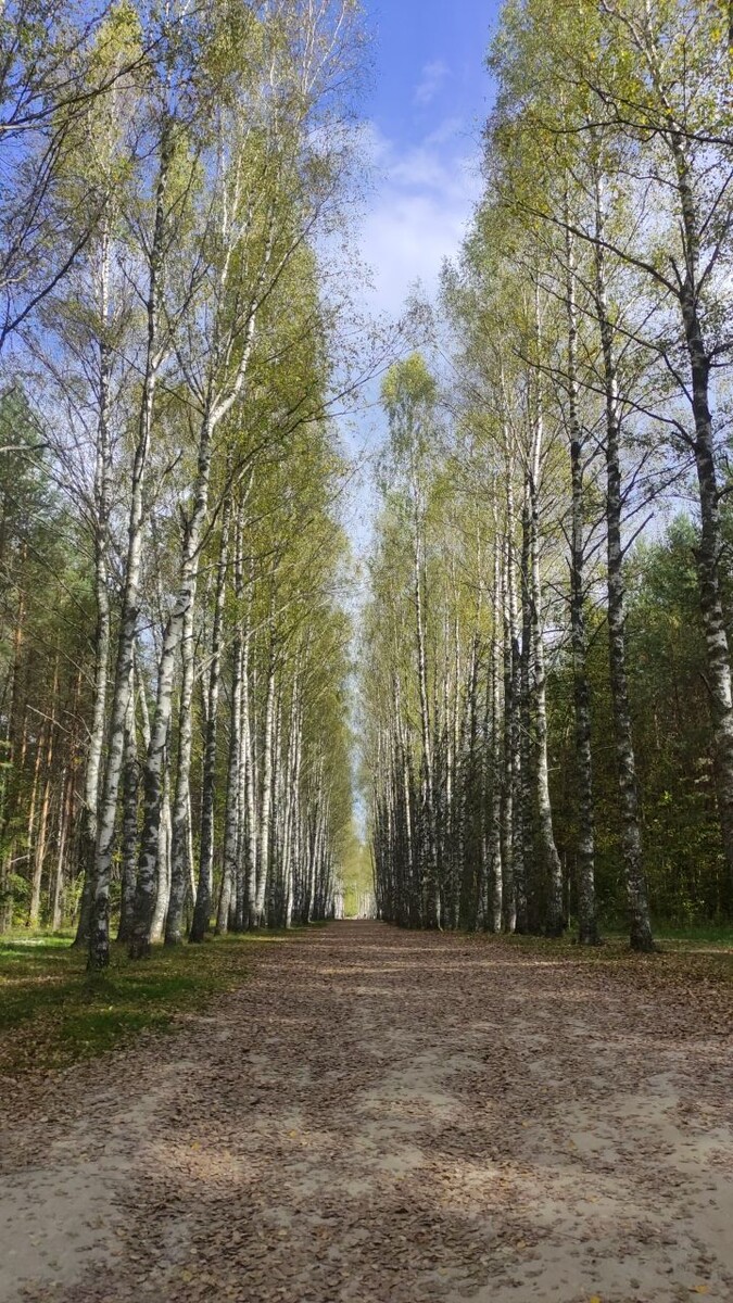 Березовая аллея