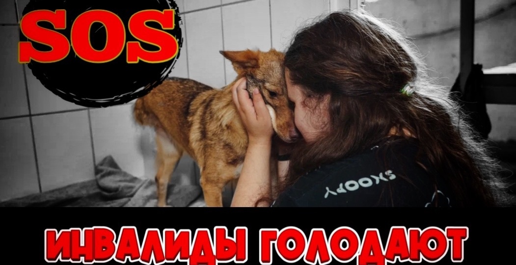 Собаки воют от голода, В МИСКИ ПОПРОСТУ НЕЧЕГО НАСЫПАТЬ!