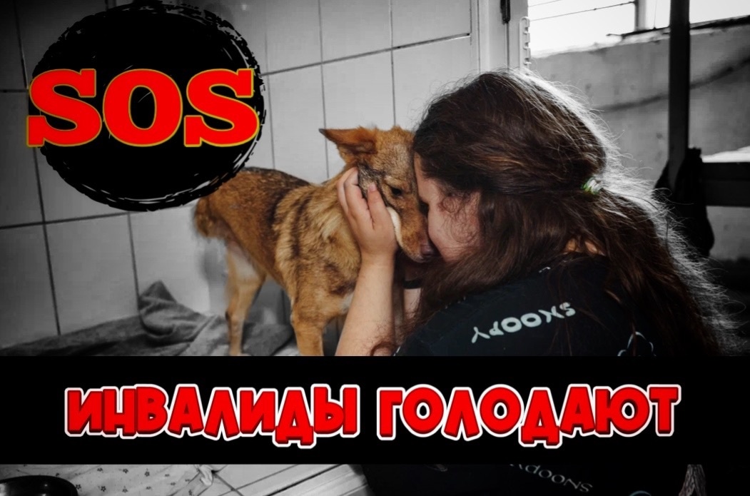 День стольника в частном ХОСПИСЕ для животных! НЕТ КОРМА!