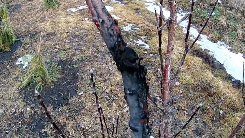 Губил осенней обработкой молодые саженцы 8 лет. Агроном открыл правильные концентрации