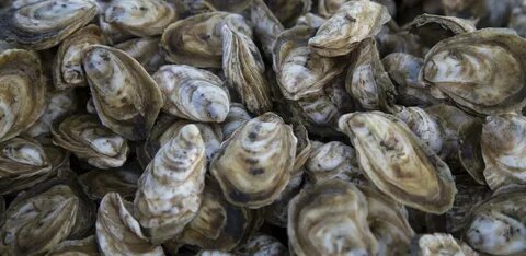 https://www.nfwf.org/sites/default/files/styles/max_2600x2600/public/2020-10/oysters.jpg?itok=TJSHbtMI
