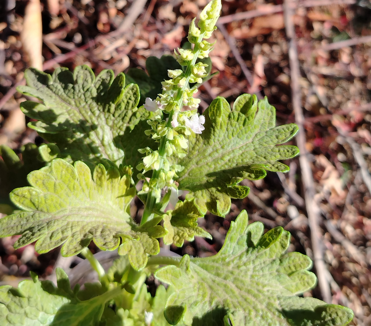 "Силиконовые" листочки-лягушата колеуса BY - Лавли фрогз