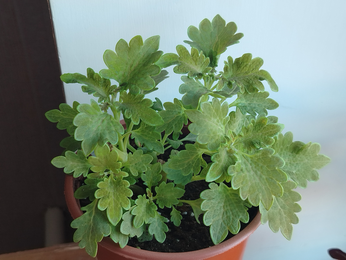 Зимующий колеус - BY - Лавли Фрогз