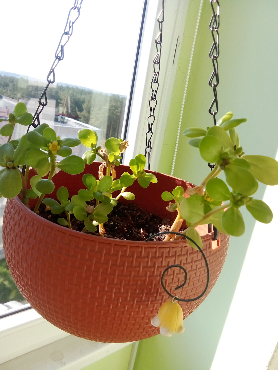 В статье все фото авторские. Портулак в подвесном кашпо