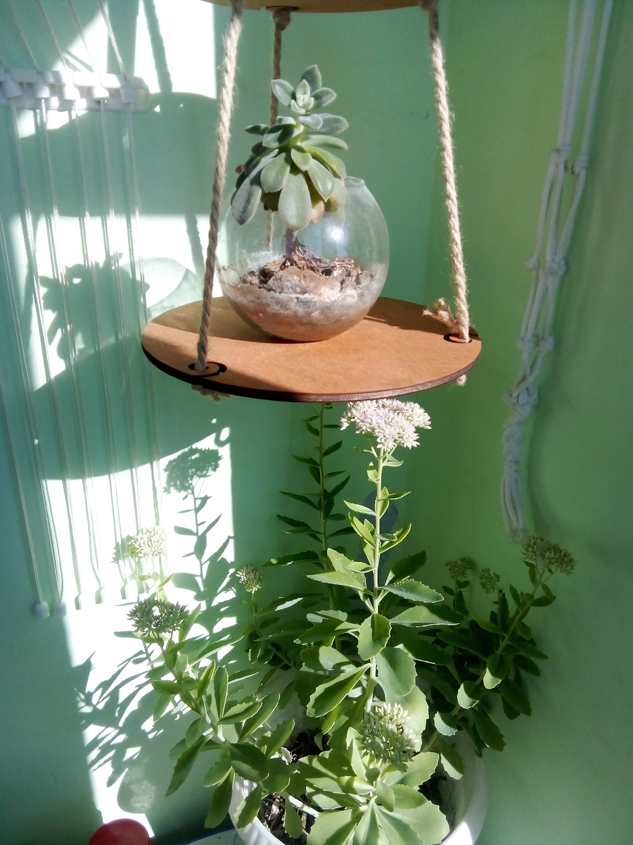 Над столиком с очитком в этом году повесили двухъярусную полочку. 