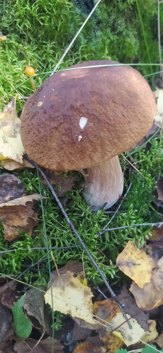 Первая находка