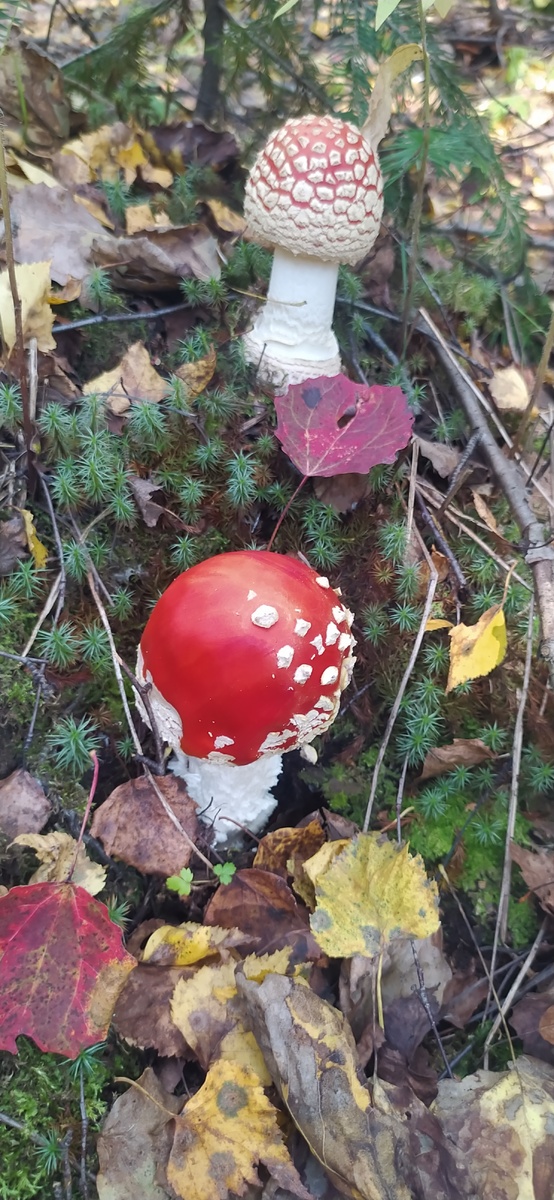 Тоже хороши, как ёлочные игрушки