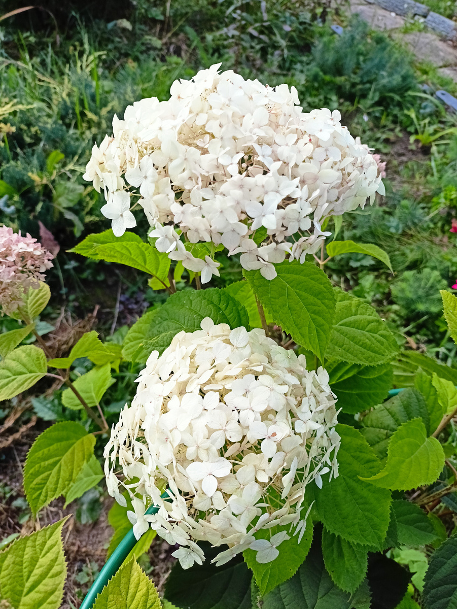 Свежие цветы