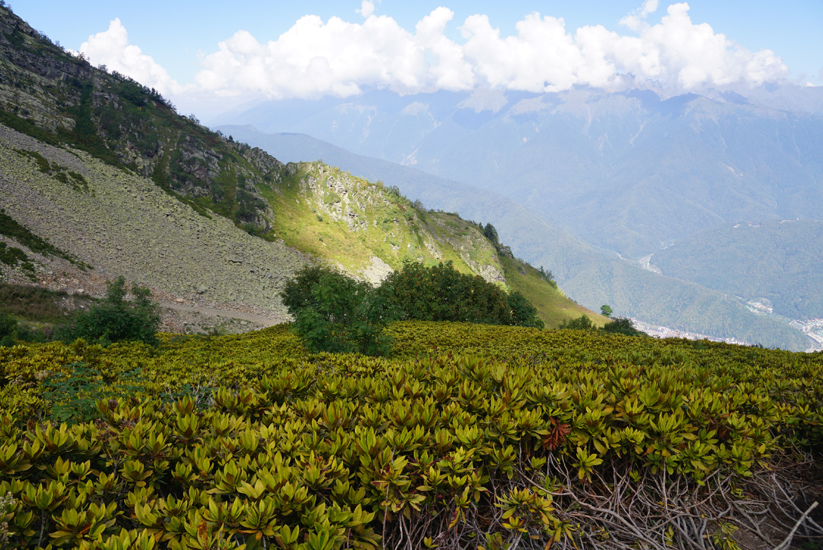 Заросли рододендрона в горах.все фото подборки автора статьи