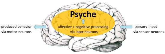 Рисунок 1. Помимо контроля за жизненно важными функциями организма, мозг отвечает за адаптивное поведение. Адаптация происходит за счет обработки сенсорной информации (поступающей от сенсорных нейронов) и передачи результатов в нейронные сети, принимающие решения (интернейроны), и, наконец, за счет запуска соответствующего поведения (через двигательные нейроны). Предполагается, что совокупность процессов обработки информации, приводящих к определенному поведению, составляет «психику» и представляет собой сочетание аффективных и когнитивных процессов. Считается, что аффективная обработка обеспечивает оценочный результат (хороший или плохой, приятный или неприятный), а когнитивная обработка — семантический результат (что это такое). Рисунок взят и адаптирован из [43] Walla (2023).
