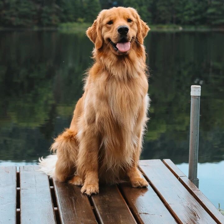 Золотистый ретривер — идеальный компаньон для семей с детьми любого возраста