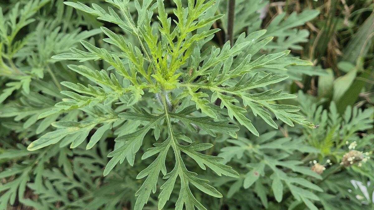    Фото: телеканал «Краснодар»