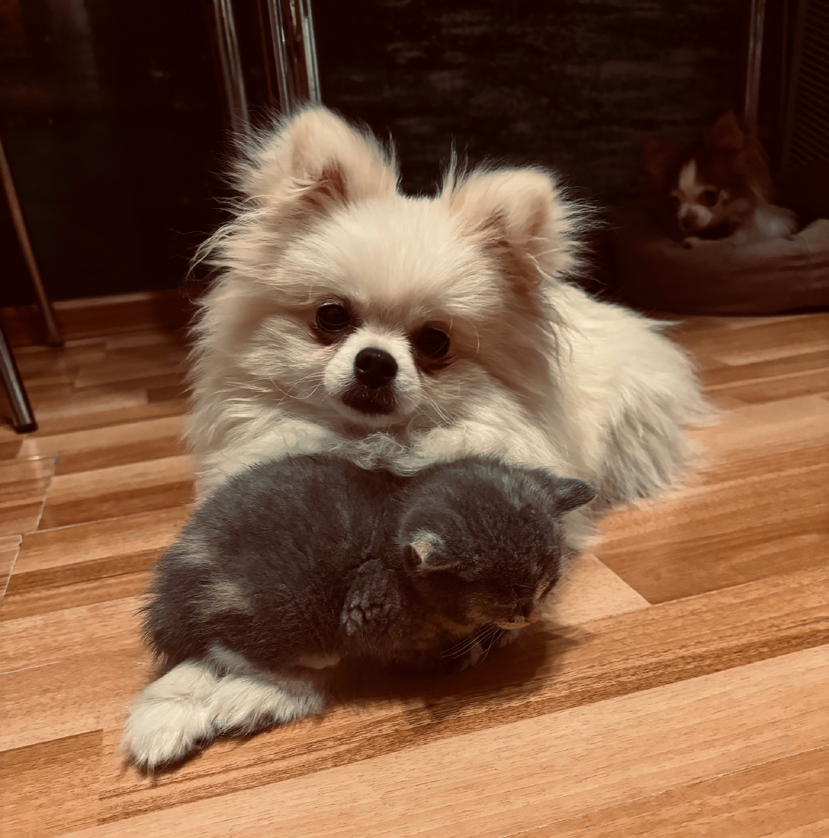 Ну разве это не мило?