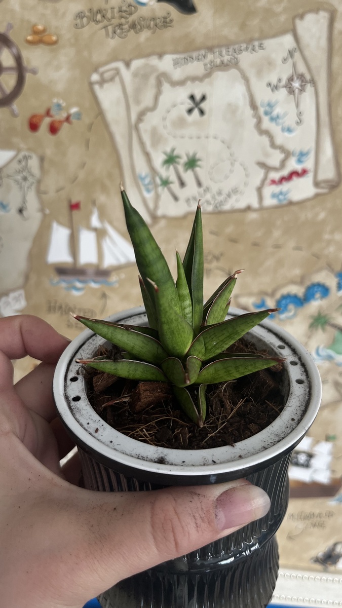 пересадка — июнь 2025. основная проблема — пересохшие листья с прожилками, кончики тоже сухие (хотя они такими и были)