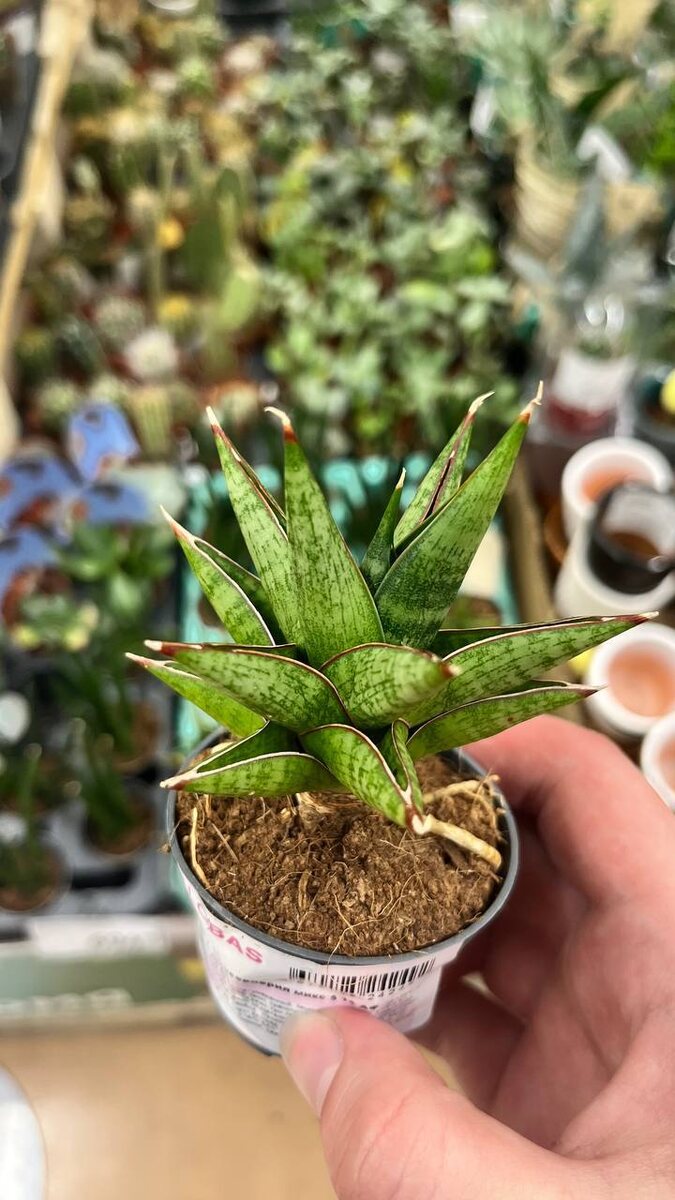 покупка — июнь 2024