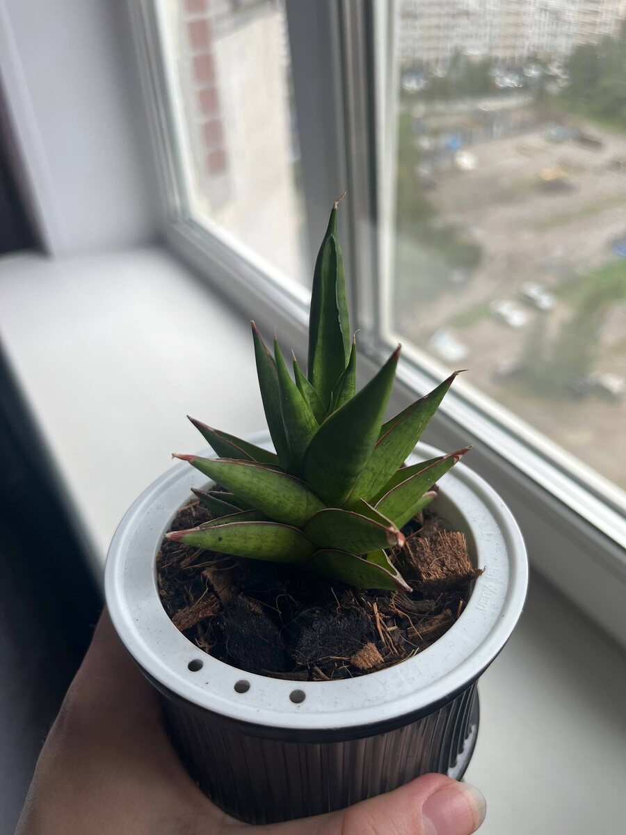 сентябрь 2025 — 3 месяца на фитильном поливе. Листья восстановились, появился новый листочек в центре. Кончики так и остались сухими, но мне сказали, что это может быть оттого, что когда-то пересушили, а потом вернули нормальный полив (видимо ещё в магазине)