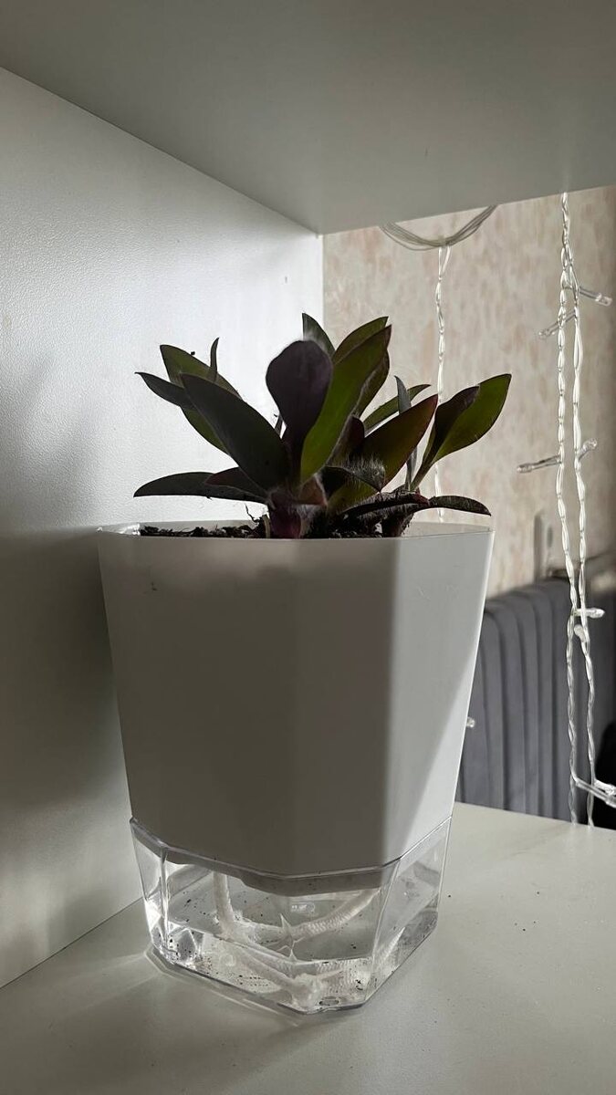 день пересадки — 13 сентября