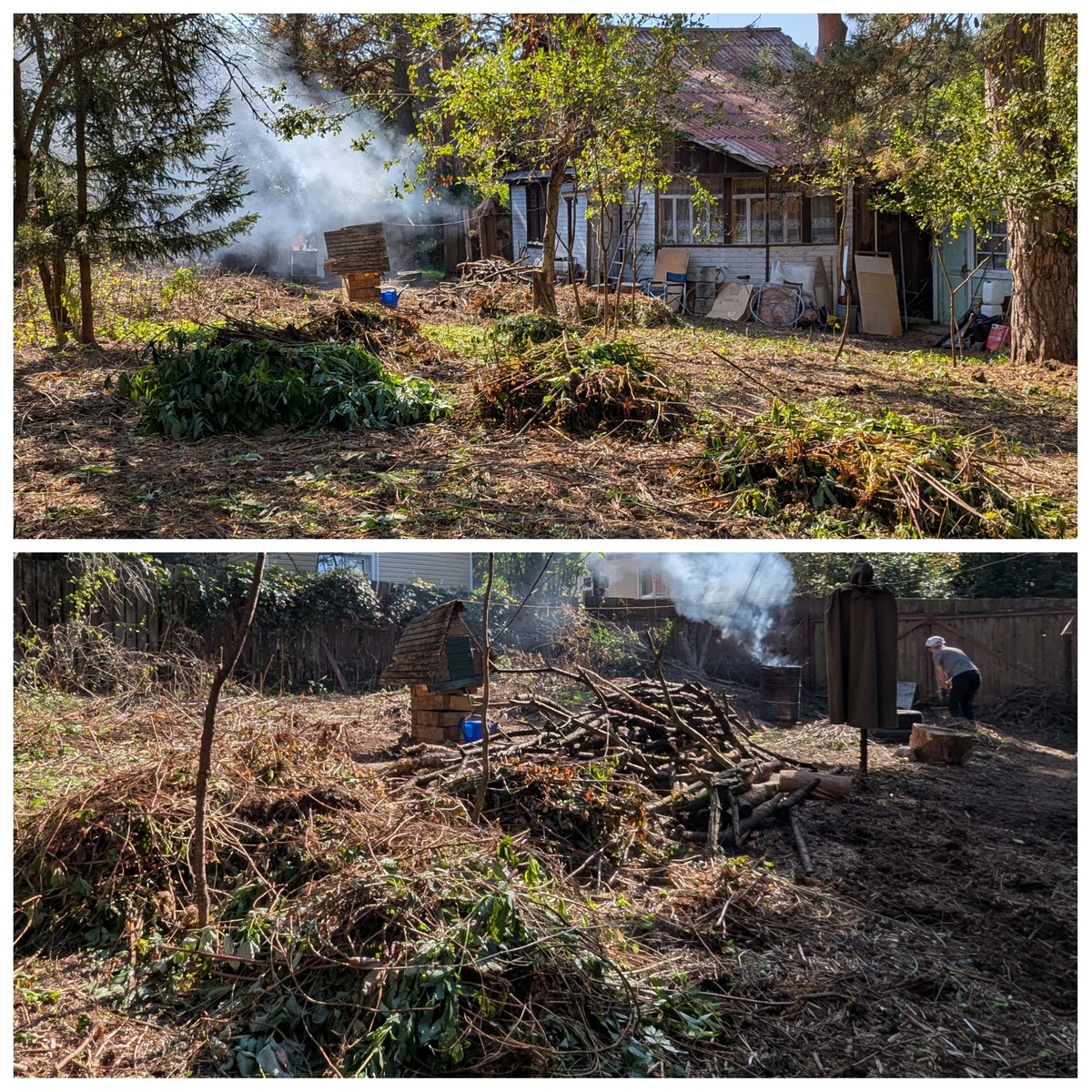 Огромное количество куч из вырванных бузины и девичьего винограда 