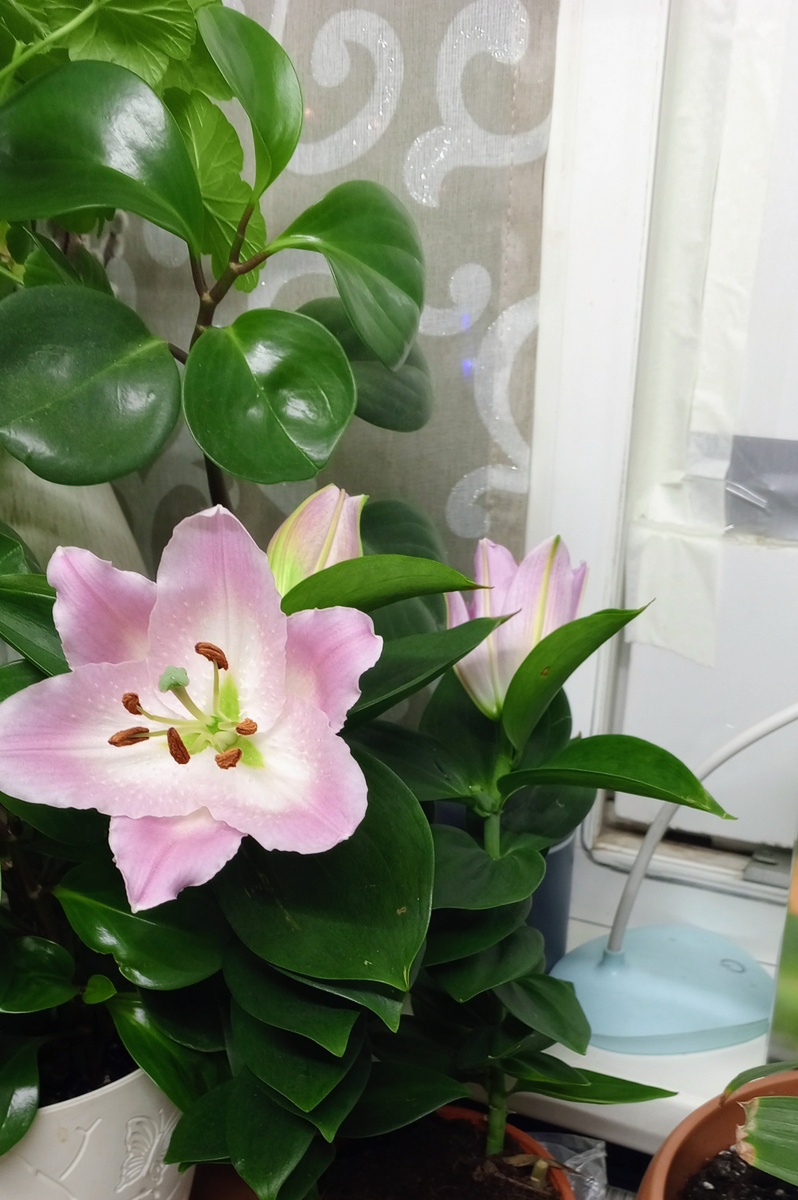 Лилию подарили дети на ДР какая же она пахучая 😂