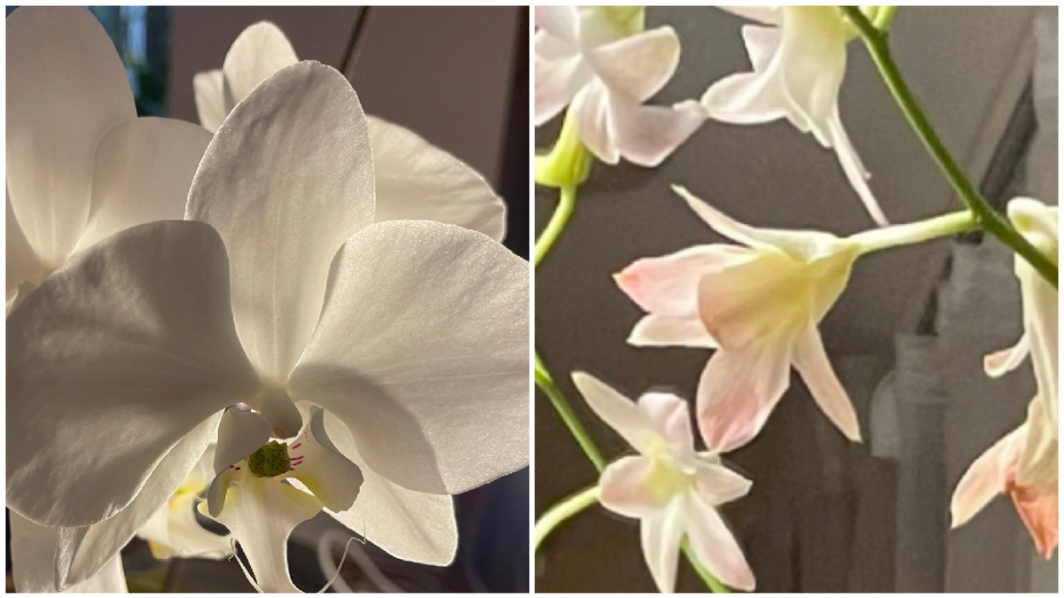 Большая Белая и Дендробиум Персик
