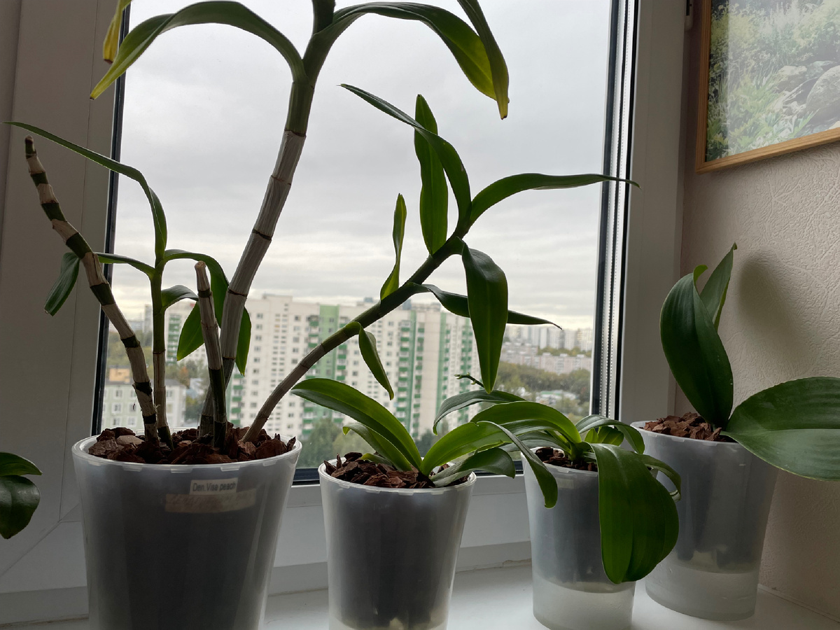 Справа налево, номера 1 -4