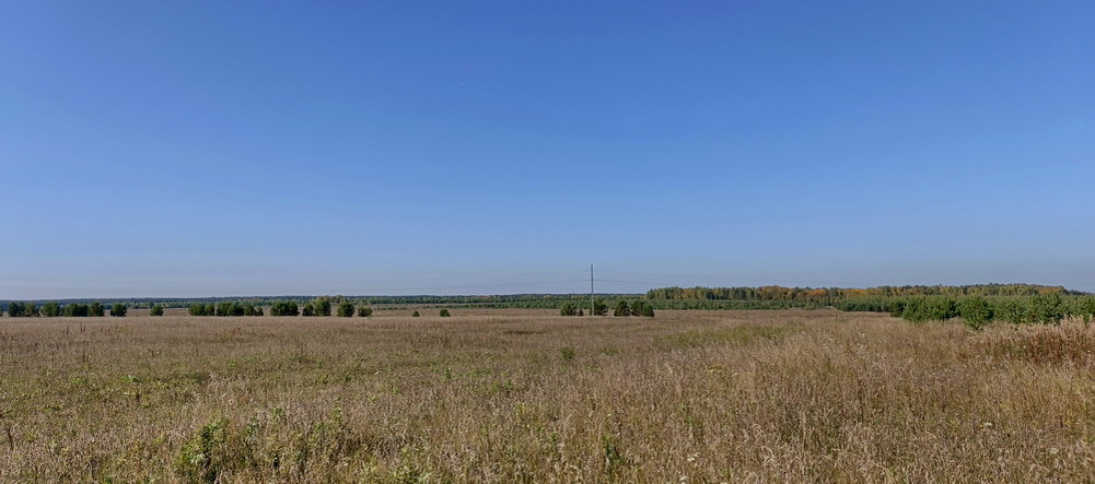 В маленьких сосенках справа обитают рыжики за которыми мы поохотились.