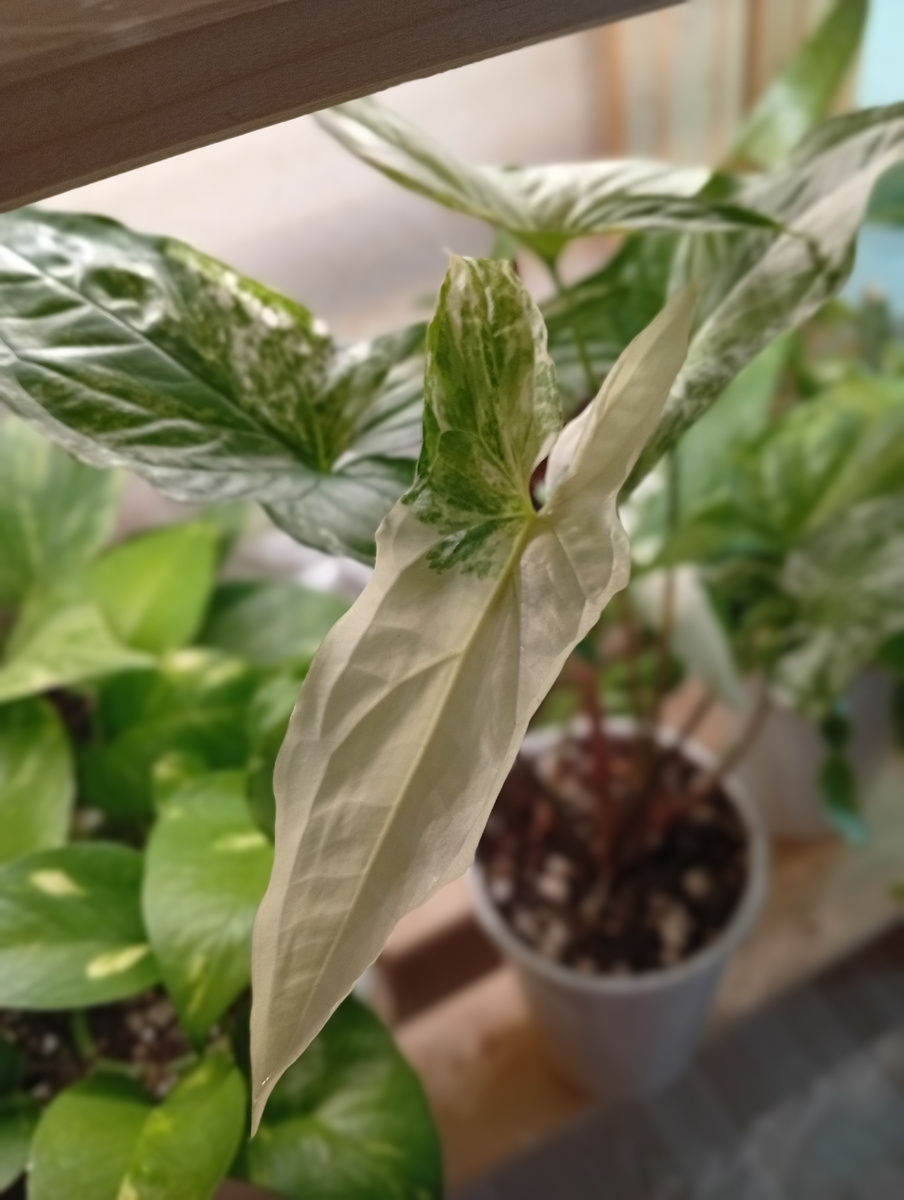 Сингониум Империал Вайт