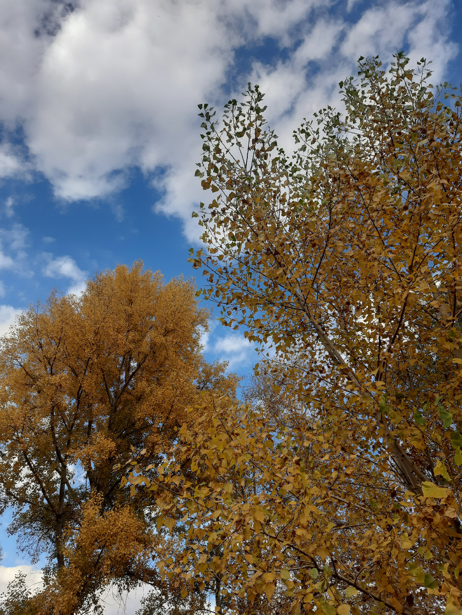 Берег реки Чулым