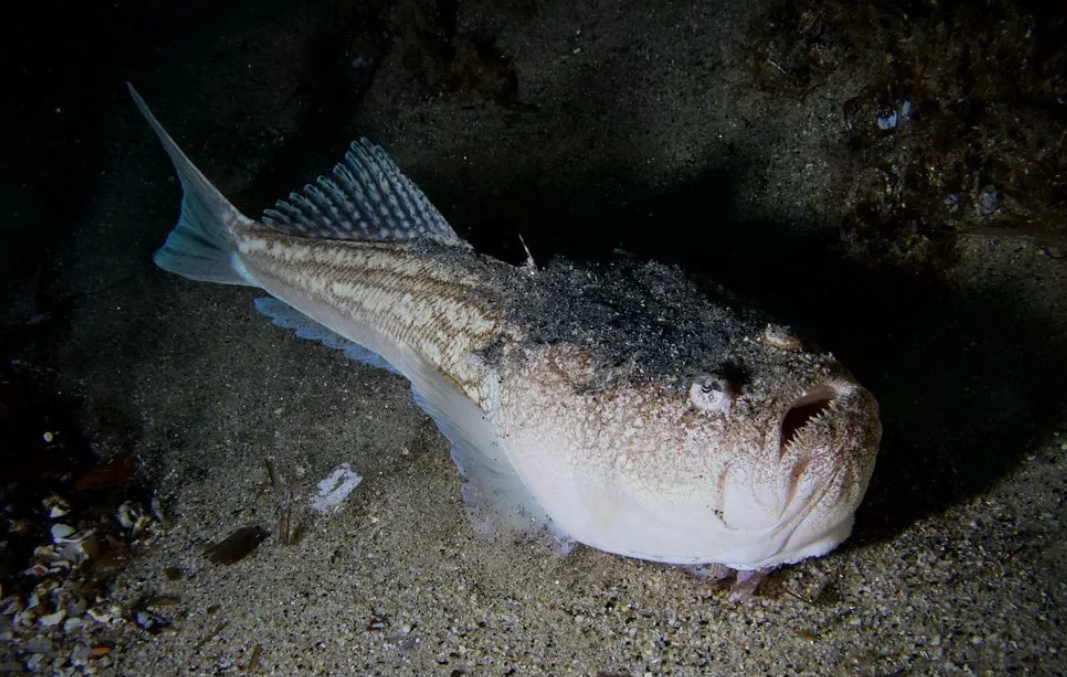 Европейский звездочет