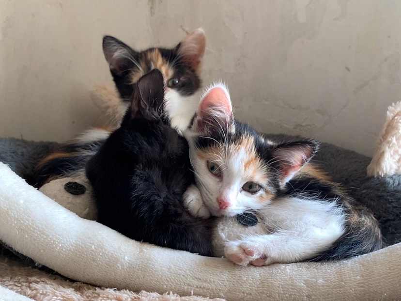 Первые дни на передержке котята были жизнерадостными, а сейчас приболели
