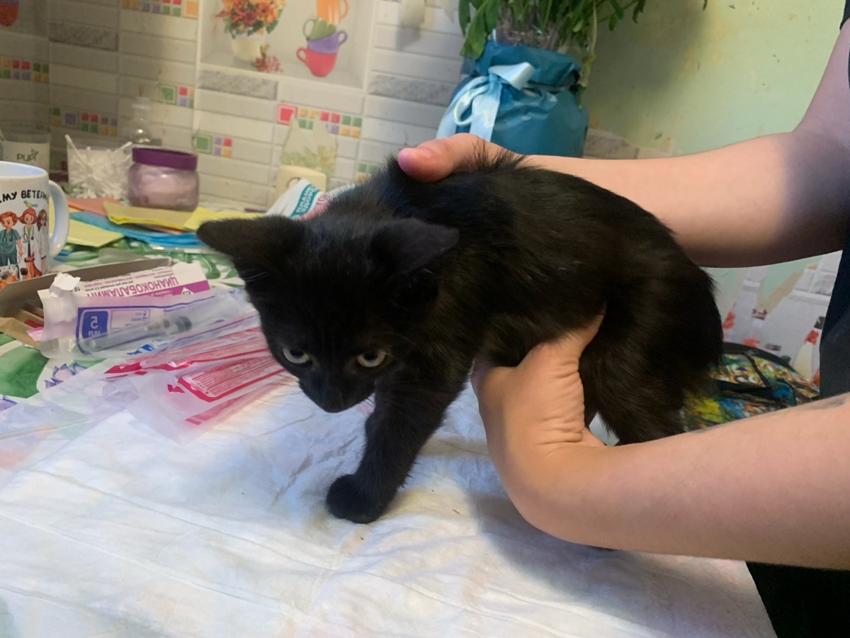 Тоша - котёнок неуловимой Пеструшки. Всё её котята очень ослаблены