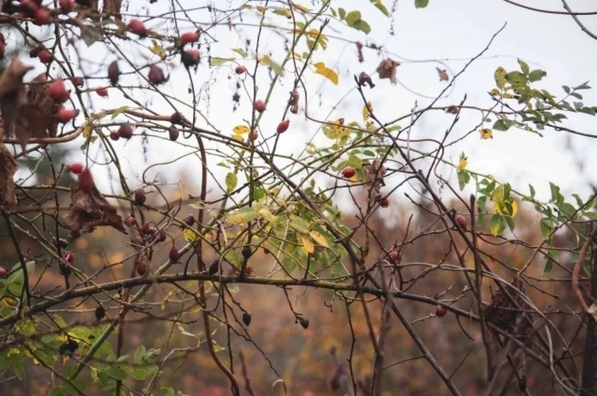    22 сентября в Туле прогнозируют ясную погоду и порывистый ветер
