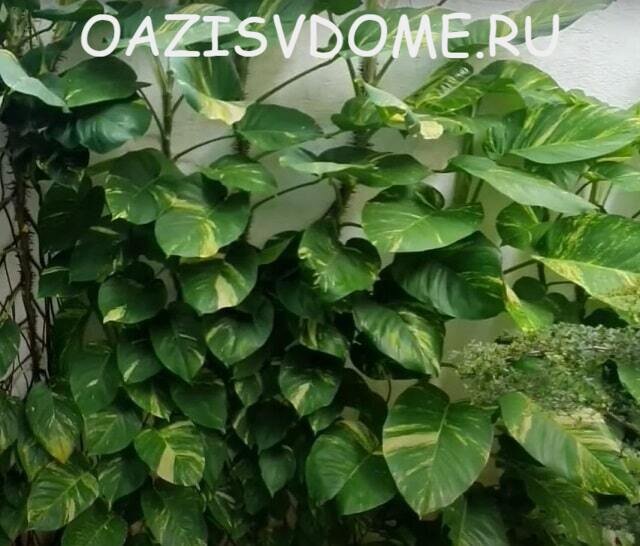 Лиана сциндапсус золотистый