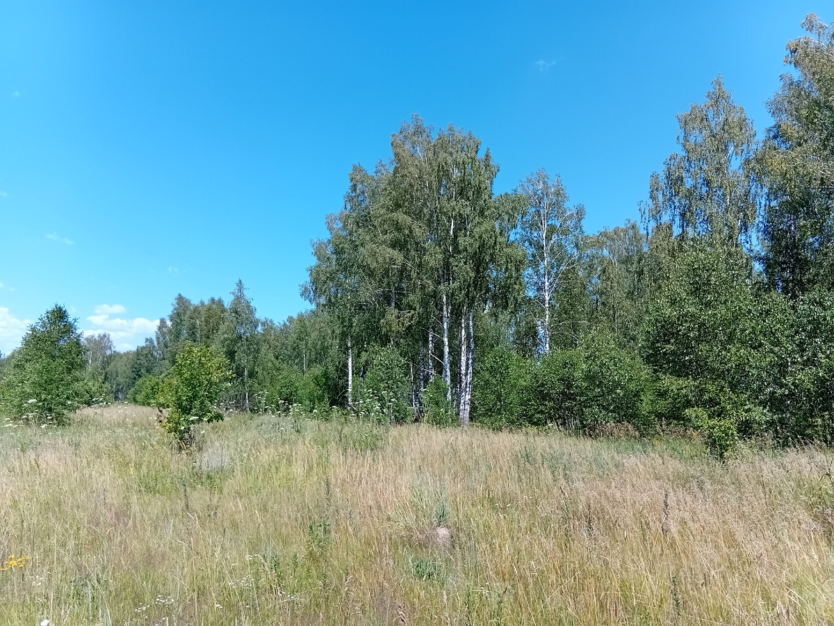 Березовая роща Ширингушской дороги Зубово-Полянского района
