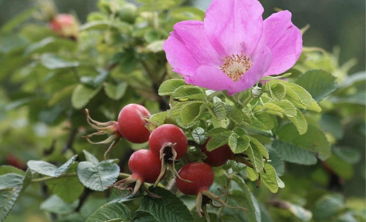 Цветок и ягода 