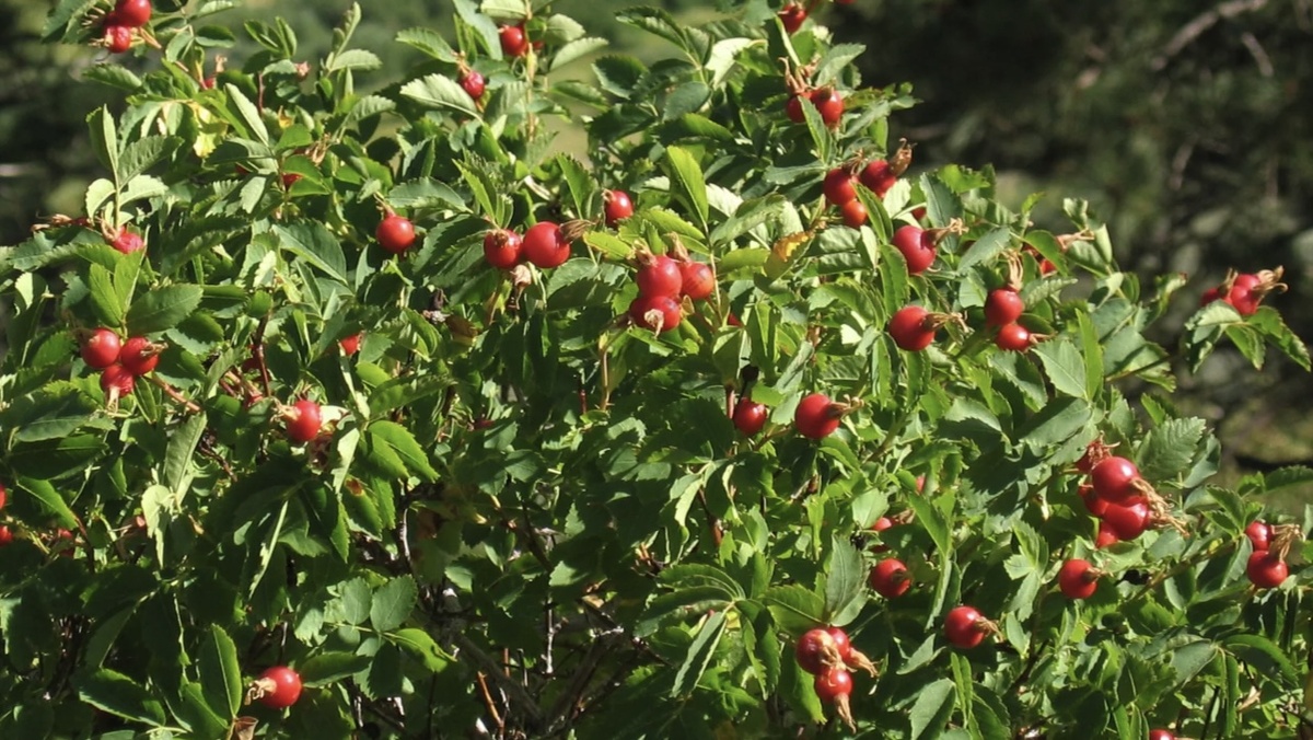 Собираем красоту!