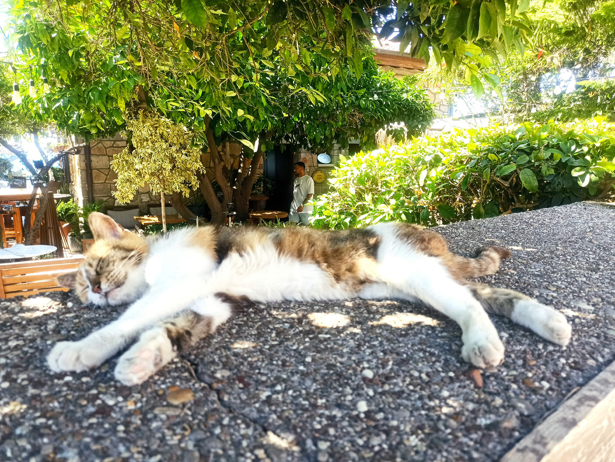 Просто котик, уставший от всего...