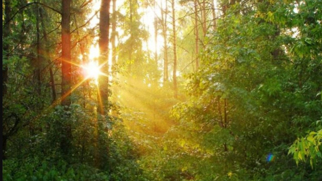 Фото: in.pinterest.com