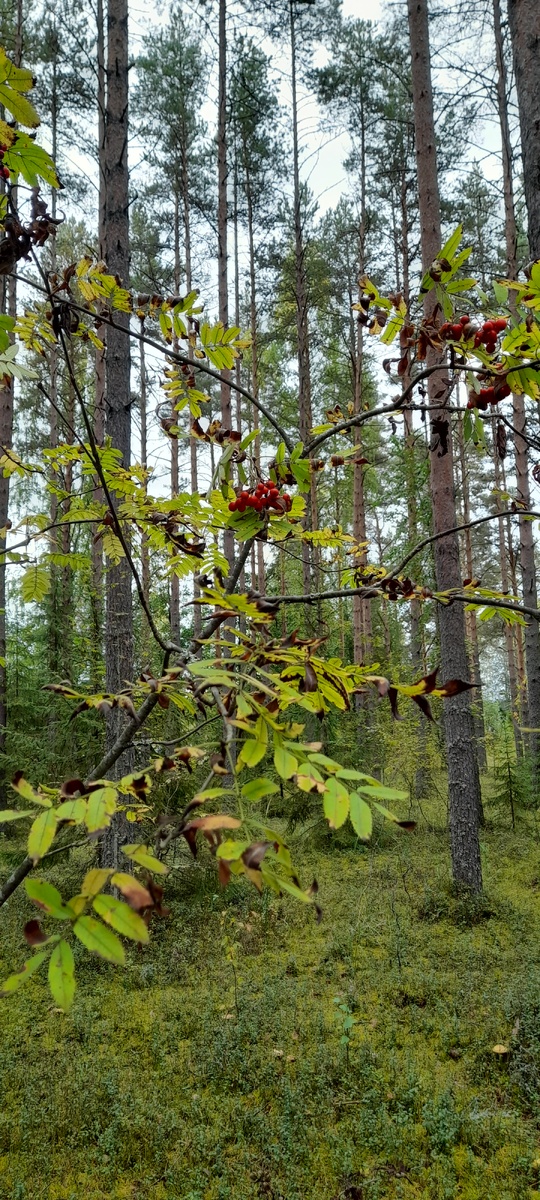 А в лесу такая благодать!
