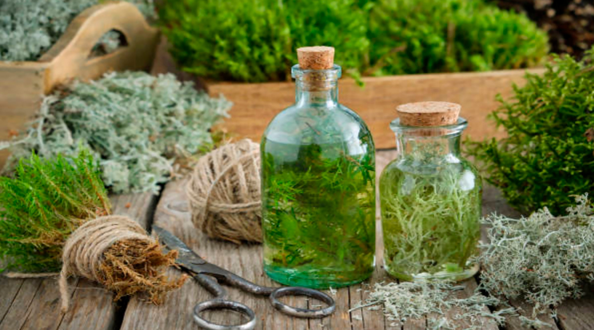 Исландский мох