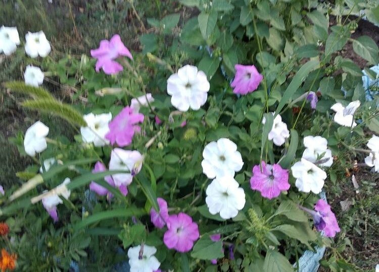 Мой дом, моя жизнь