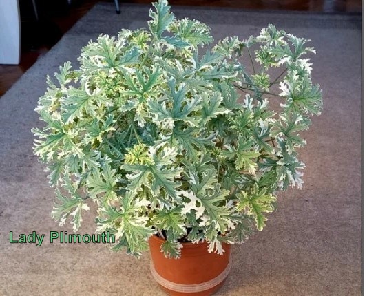  Lady Plimouth - пахнет мятными леденцами, ментолом.