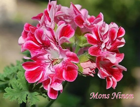  Mons Ninon - что-то среднее между лимоном и розой.