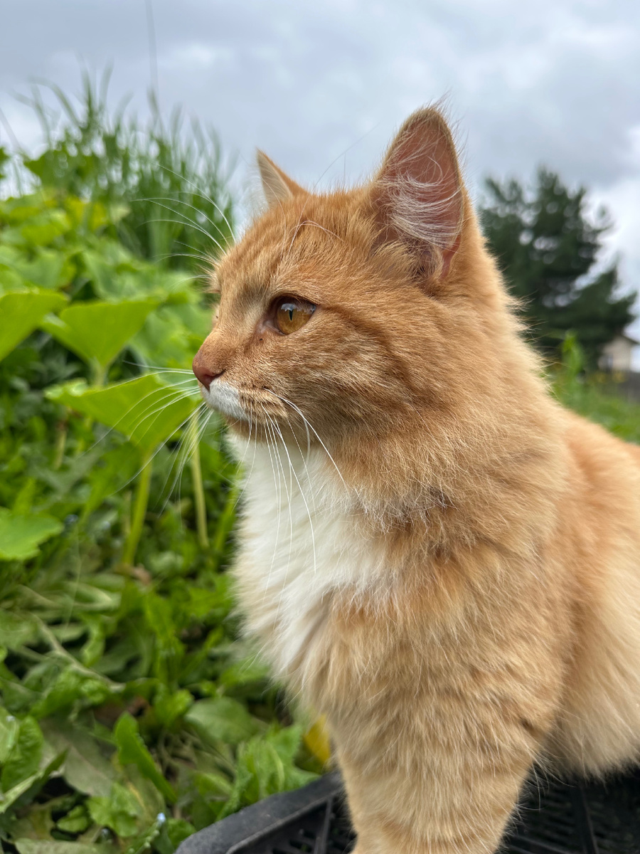 Мой охотник