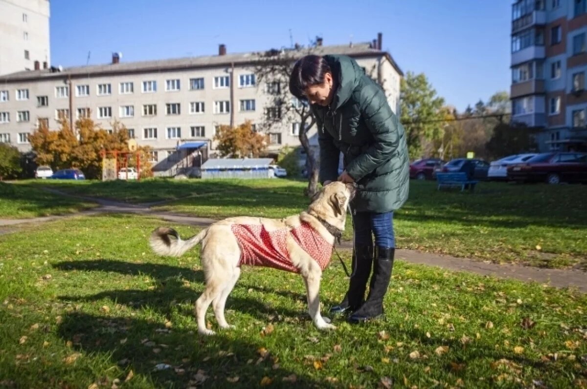    В Якутске бесплатно вакцинируют и чипируют собак и кошек