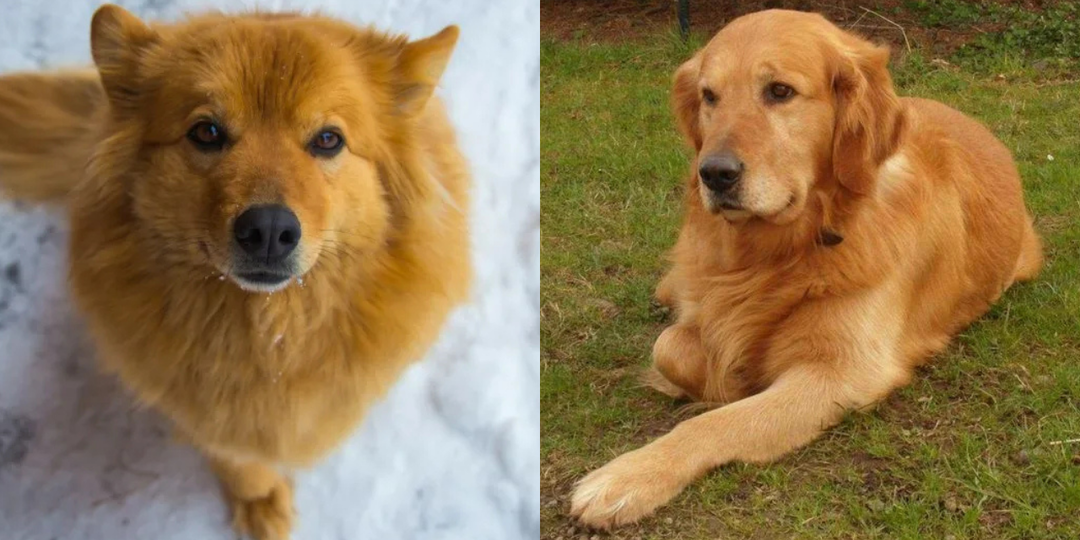 Рыжие собаки: 10 интересных фактов, которые меня удивили