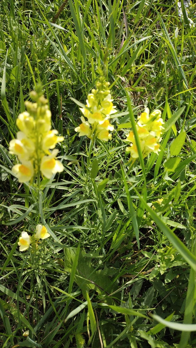 Льнянка обыкновенная