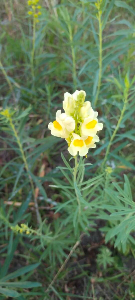 Льнянка обыкновенная 