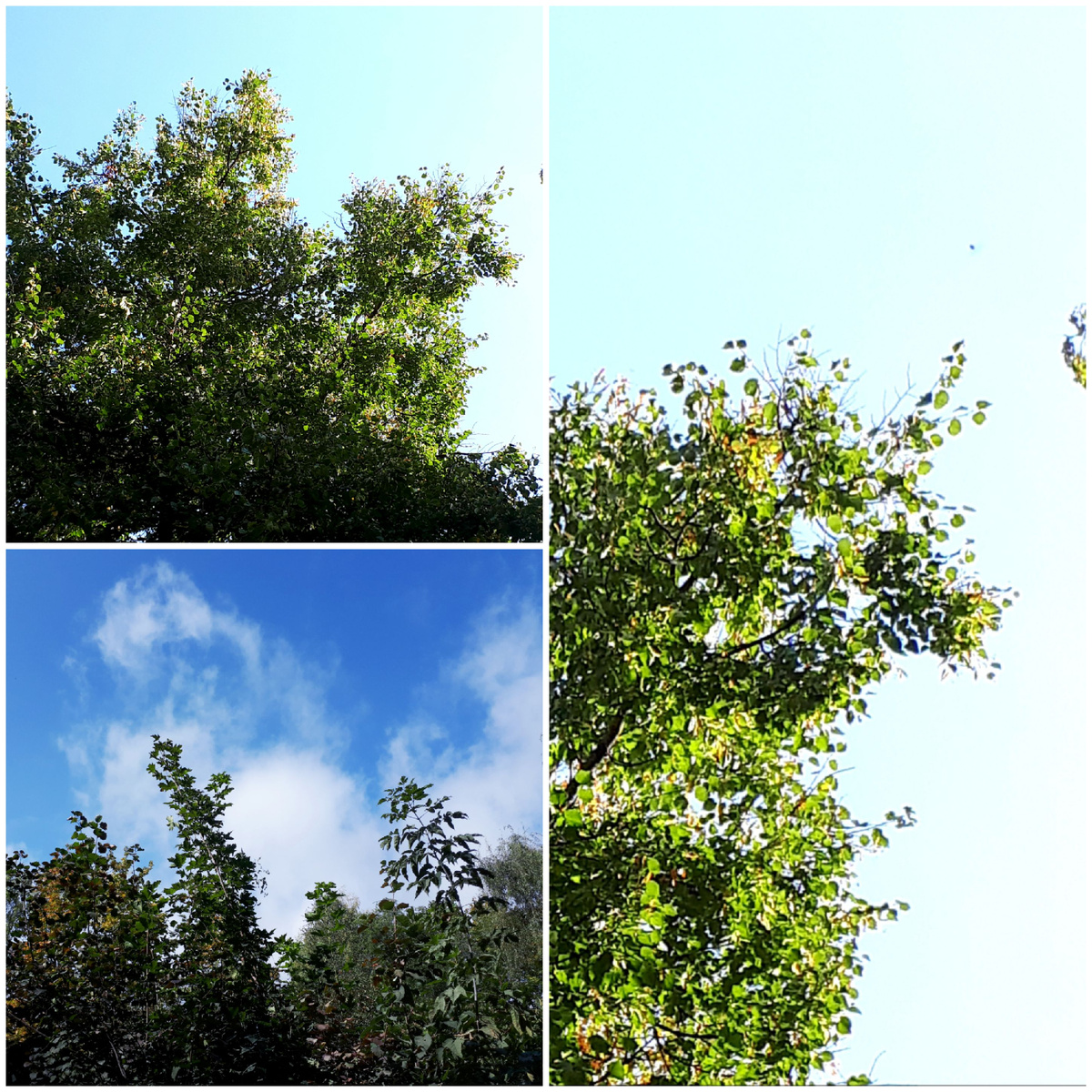 Коллаж автора 21.09.2025г.